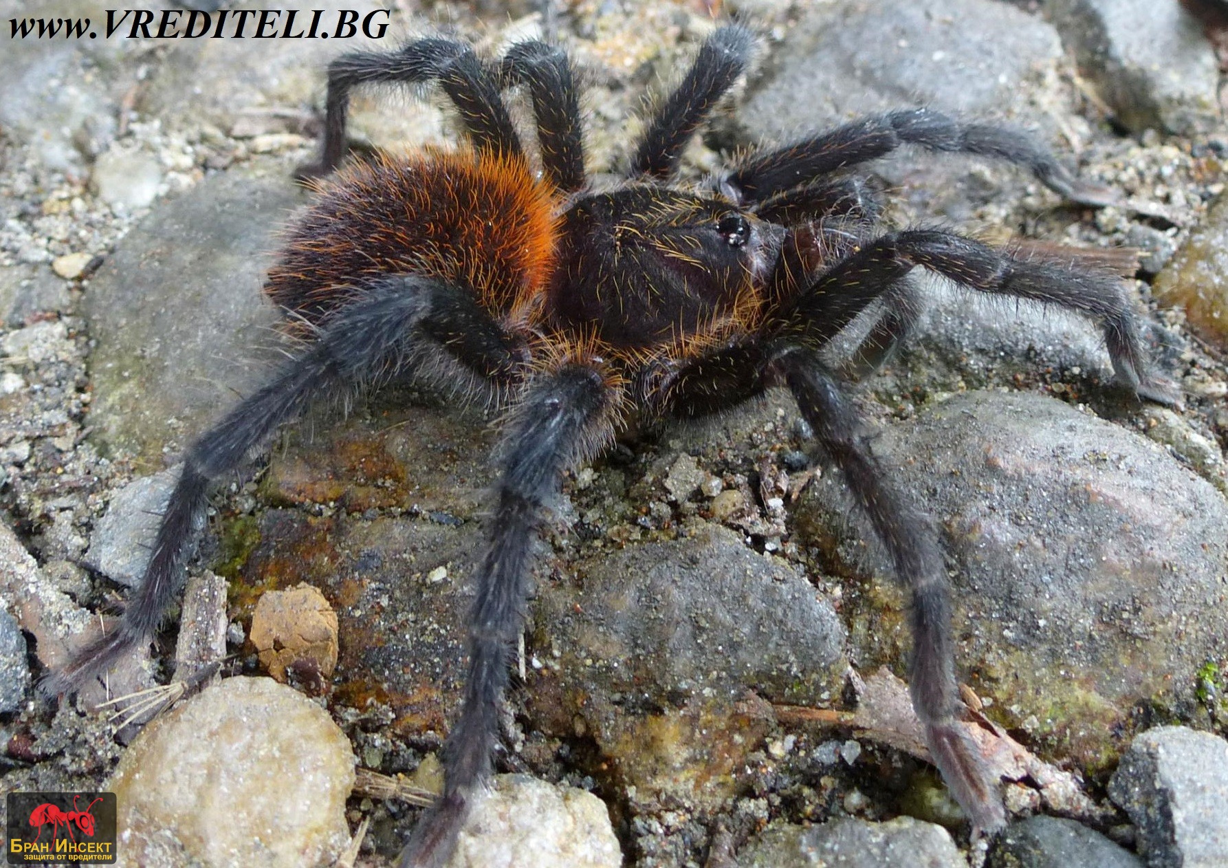 Най-страшните, убиващи и неприятни вредители в света - Бран Инсект